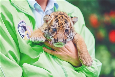 海南热带野生动植物园将向社会公开征集新名字的幼虎。本报记者 封烁 摄