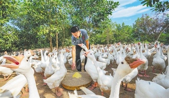  6月28日，澄迈福鸡扶贫产业项目示范基地，工作人员在喂鹅。