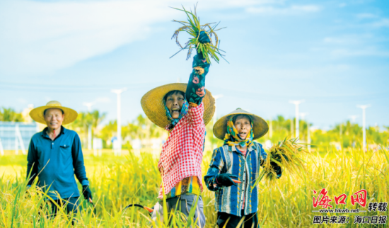 7月19日上午，在美兰区江东田园项目的金黄色稻田里，村民兴奋地向记者展示收割的稻子。记者 陈长宇 摄