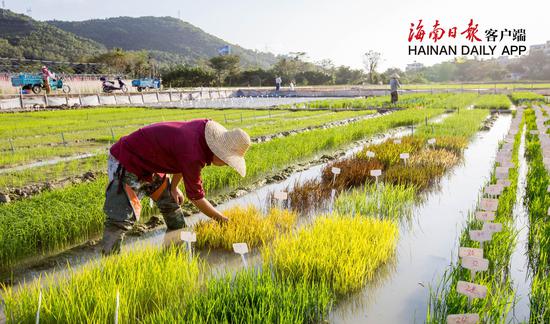 资料图：位于亚龙湾的三亚南繁科研基地，国家粳稻工程技术研究中心的科研人员正在田间查看彩色水稻秧苗。海南日报记者武威 摄