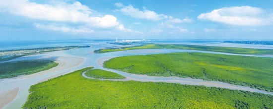 空中俯瞰海南东寨港国家级自然保护区，红树林郁郁葱葱，一派生机。