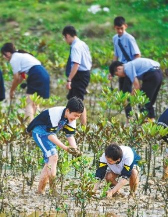 海口部分学校的学生在演丰镇退塘还林区种红树苗。 海南日报记者 袁琛 摄