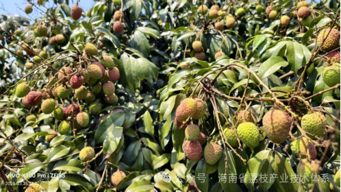 持续高温干旱天气造成桂早荔出现“假熟”现象