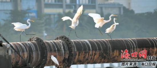  在海甸溪，一群白鹭在清淤船上追逐嬉戏。