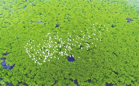海口市东寨港红树林湿地，鹭鸟翩飞。本报记者 张茂 摄