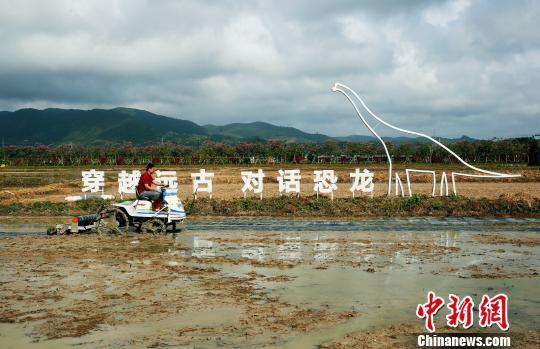 当日试验种植的稻田分水田和旱田。　王晓斌 摄