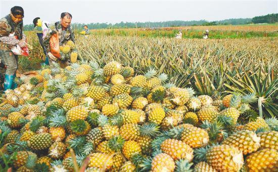5月10日清晨，昌江黎族自治县十月田镇好清村村民正在采收香水菠萝。