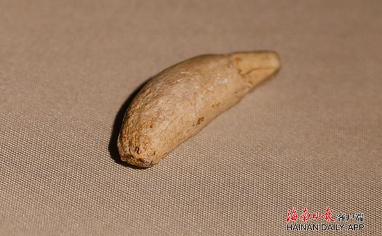 ↑在海南省博物馆展出的熊猫犬齿化石。记者陈若龙 摄