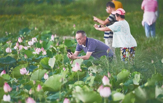 图为游客观赏荷花，拍照留念。