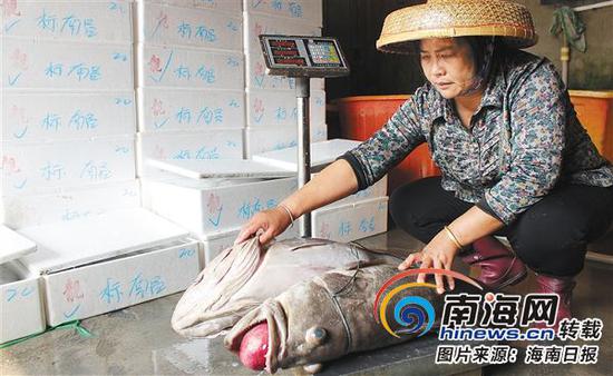 儋州创华实业有限公司负责人吴锦菊正在检查鱼货。本报记者易宗平摄