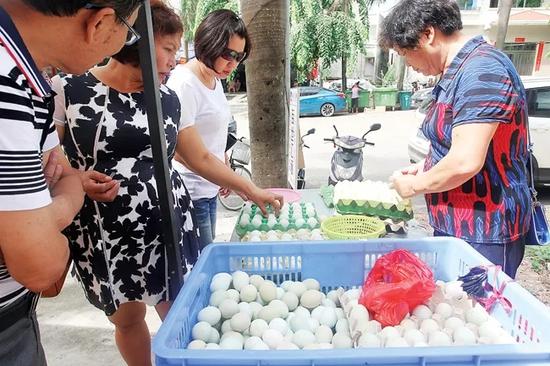 游客在那大城区绿壳鸡蛋直销店挑选绿壳鸡蛋。图片李绍远摄