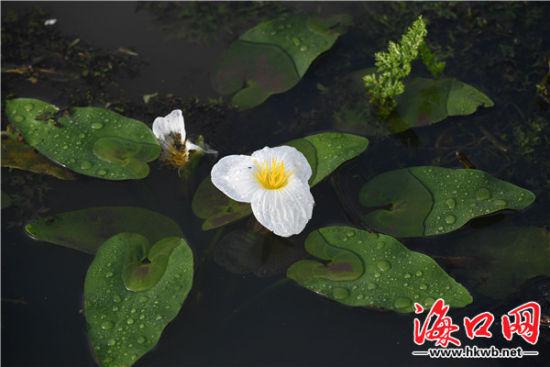 遵谭镇昌旺溪国家二级保护植物水菜花连片生长。石中华摄