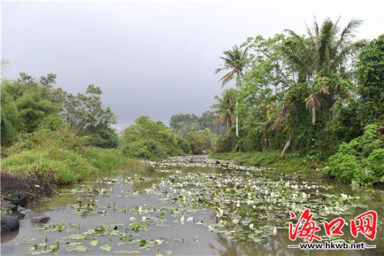 遵谭镇昌旺溪国家二级保护植物水菜花连片生长。石中华摄
