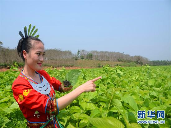 桑葚采摘。新华网发（王丽娟 摄）