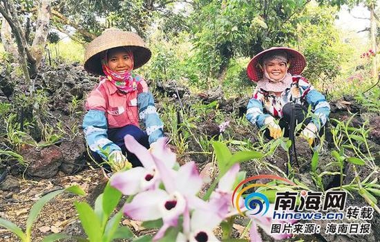 特色农业海口石山镇施茶村发展火山石斛种植产业，成为当地一大特色。本报记者王凯通讯员王巨昌摄