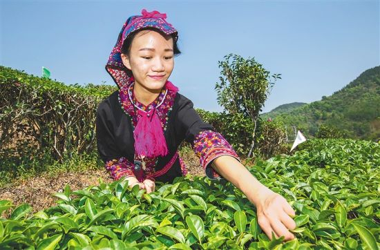 五指山市水满乡的村民在茶园里采茶。武威 摄