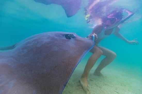 了解海洋动物 ySiH-hkrzyam6148852.jpg