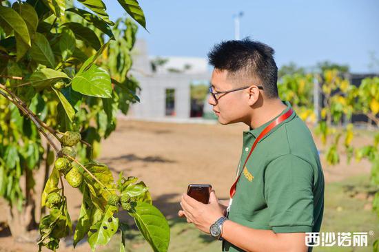 （几位来自内地的嘉宾们表示，今天终于在美丽的海南岛见到了真实的“黄金果”——诺丽）