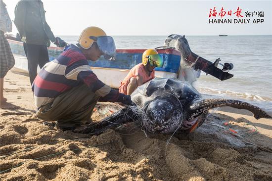 渔民在清理缠绕海龟的渔网。通讯员孙诺 摄