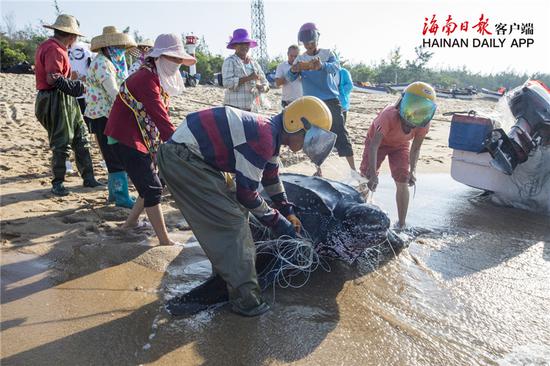 渔民在清理缠绕海龟的渔网。通讯员孙诺 摄