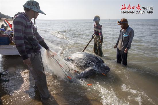 渔民们在海上收网时发现一只误撞入网的巨型海龟。通讯员孙诺 摄