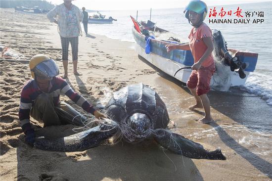 渔民在清理缠绕海龟的渔网。通讯员孙诺 摄