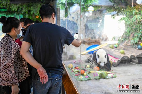 游客拍摄大熊猫。凌楠摄