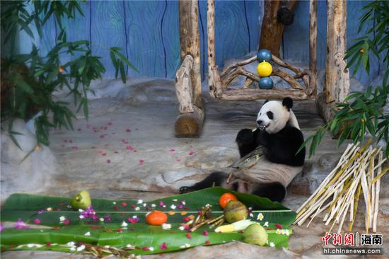 大熊猫在享用美食。凌楠摄