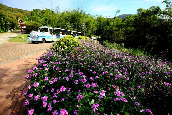 1月10日，游客在三亚南山文化旅游区乘坐小火车、游览。 陈文武摄