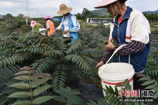  屯昌县海军村香椿种植园内一片忙碌景象。林小丹摄