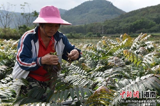  屯昌县海军村香椿种植园村民忙着采摘香椿叶。林小丹摄