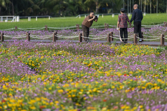  3月20日，琼海市游人在博鳌花海踏青赏花。蒙钟德 摄