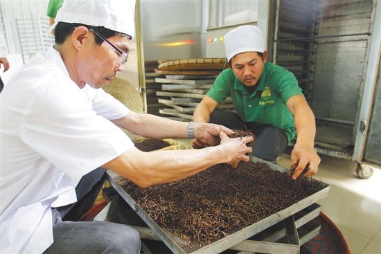 在五指山市水满乡永训茶基地，工人正在加工茶叶。武威 摄