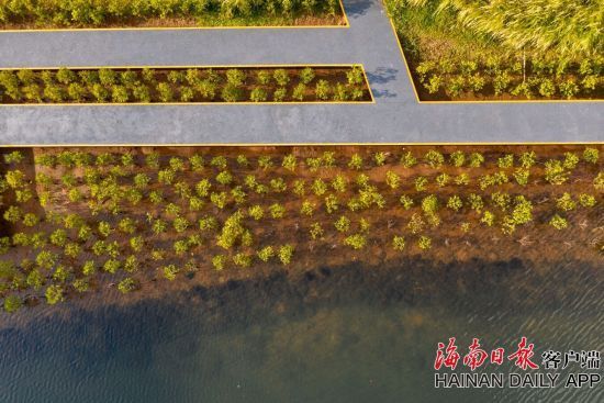 在雨水的沁润下，溪边种植的红树林翠色欲滴。