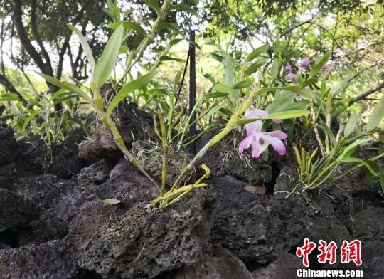 施茶村火山石斛园种植的石斛。　尹海明 摄