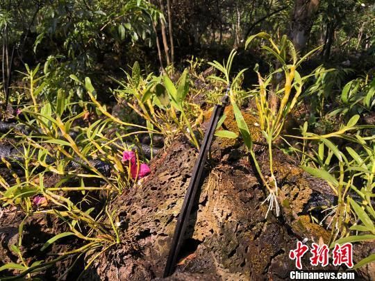 施茶村火山石斛园种植的石斛。　尹海明 摄