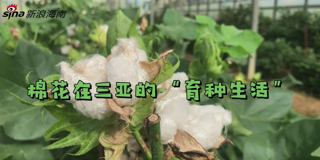 VLOG看三亚·南繁棉花篇