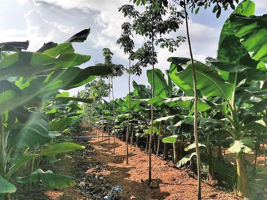 在海南橡胶龙江分公司的胶园里，橡胶苗与香蕉间种。 通讯员 李林娟 摄
