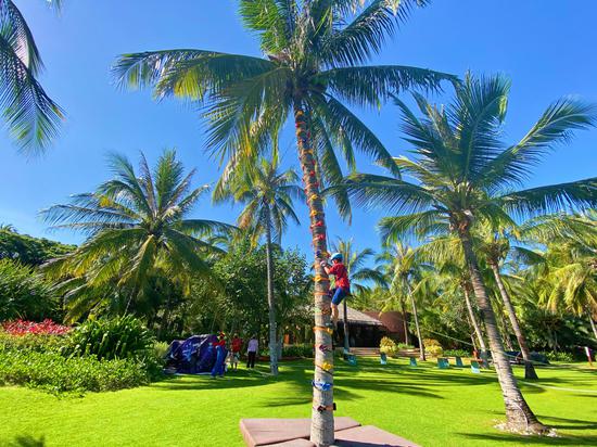椰子树攀爬