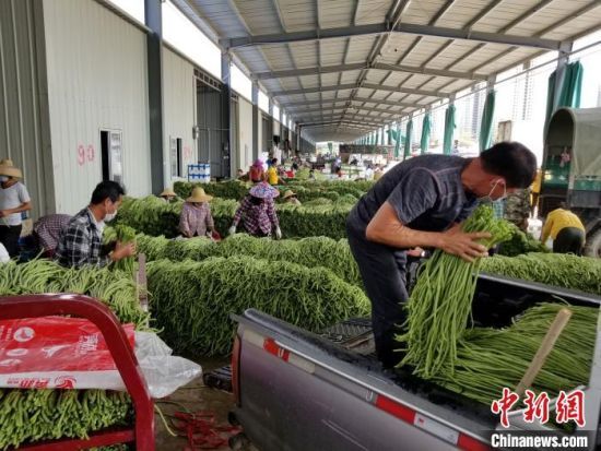 三亚冬季生产的豇豆等瓜菜吸引全国客商前来收购。　记者王晓斌　摄