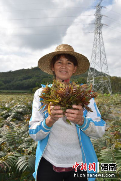 屯昌县海军村香椿种植园村民采摘的香椿叶。林小丹摄