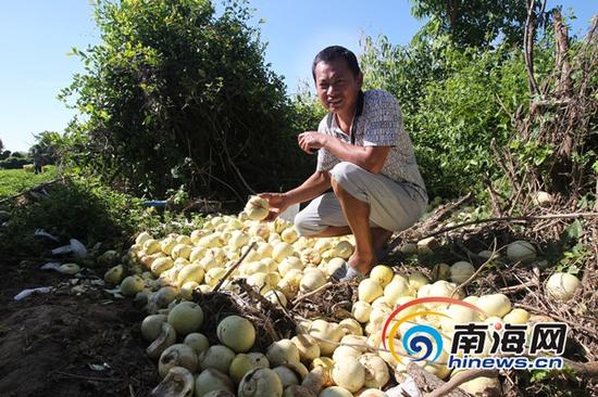 村民苏先生烂在地里的香瓜(南海网记者陈望摄)