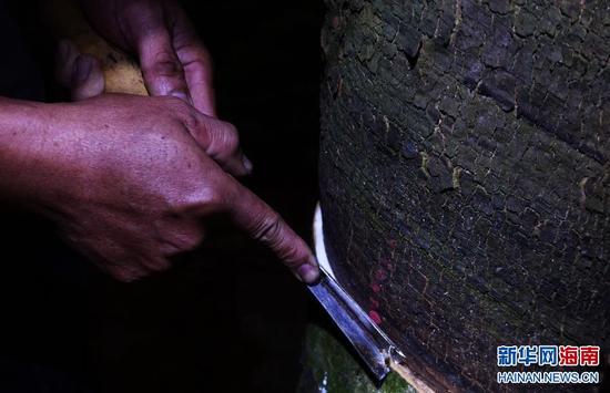 1月10日，胶工雷金翔在胶地里割橡胶。