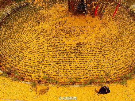 4000年古银杏落叶似黄金毯