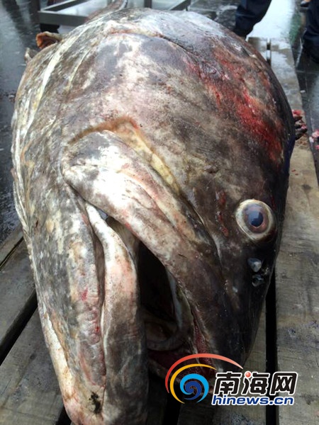 琼海渔民元旦捕获260多斤石斑鱼。(网友供图)