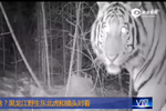 实拍野生东北虎和镜头对看 两眼闪闪发光