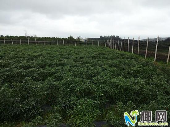 辣椒地(开花挂果期)采取薄膜覆盖和防风网措施