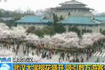 武大樱花绽放吸引数万游客 校园变身公园