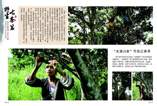 五指山红茶