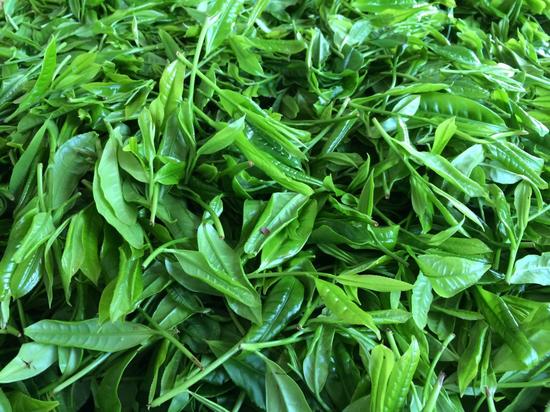 水满茶茶青